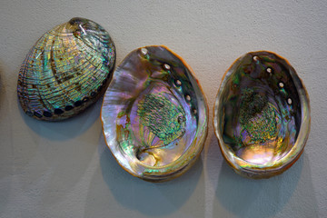 Blue and green mother-of-pearl abalone paua shells