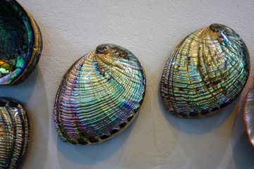Blue and green mother-of-pearl abalone paua shells