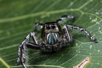 black Jumping Spider Hyllus on a green leaf, Spider in Thailand
