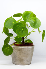 Pilea, money plant. Single plant, isolated on white background. Dew on the leaves.