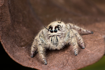 jumping spider Hyllus on a dry leaf, Spider in Thailand