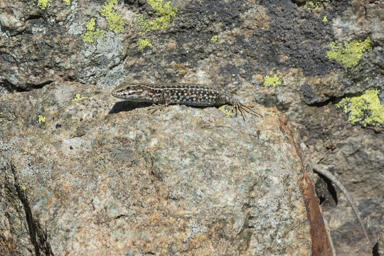 lizard sitting and basking on stone