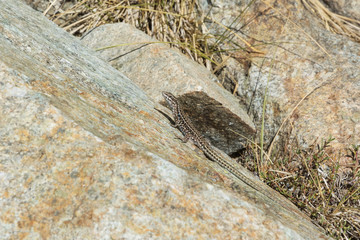 lizard sitting and basking on stone