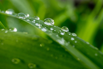 drops of rain on the grass after the rain