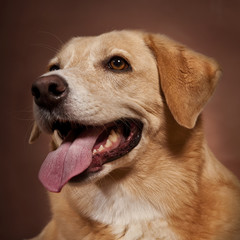 Yellow Labrador Retriever