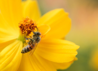 Close-up of a Honeybee (Apis mellifera) nectaring on a Coreopsis flower