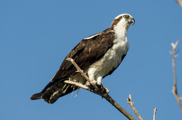 Balbuzard pêcheur, Pandion haliaetus, Western Osprey