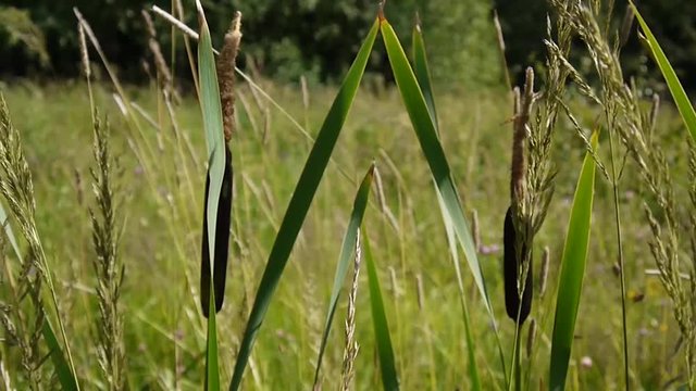 Typha latifolia, Common Bulrush, Broadleaf Cattail HD video footage