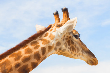 The big giraffe at the zoo. Animals in captivity