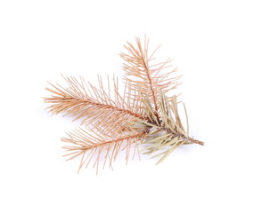 Fototapeta premium dry fir twigs isolated on white background