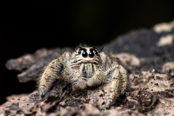 jumping spider Hyllus on a dry bark , extreme close up, Spider in Thailand