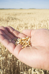 Mature farmer hand holding a handful of wheat grains just picked