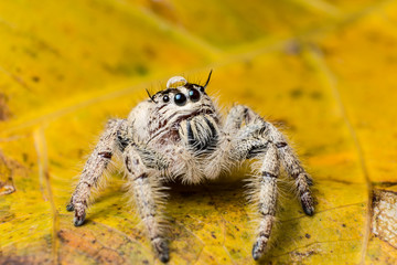 water drop on head jumping spider Hyllus on a yellow leaf, extreme close up, Spider in Thailand