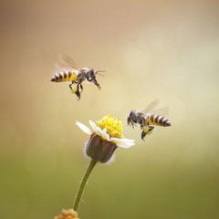 The Bee Warrior