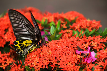 spike flower  butterfly