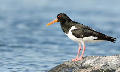 Eurasian oystercatcher