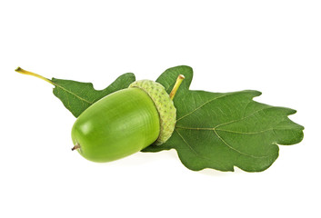 Green acorn with green leaf isolated on a white background