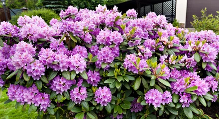 Poster Azalée buisson de lilas rhododendron en fleurs