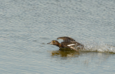 Greater Scaup 