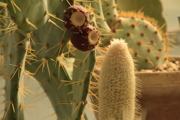 Cactus life, Botanical Garden in Balchik, Bulgaria