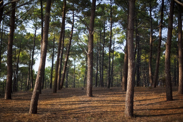 Pine wood landscape