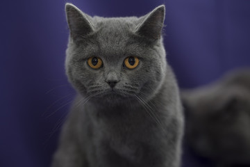 Obraz premium Kot brytyjski krótkowłosy