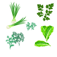 Leafy green vegetables icon set. onion, dill, parsley, lettuce,  Vector illustration.