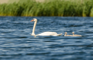 Mute swan and youngs