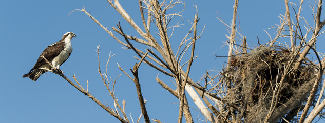 Balbuzard pêcheur, nid, Pandion haliaetus, Western Osprey © JAG IMAGES