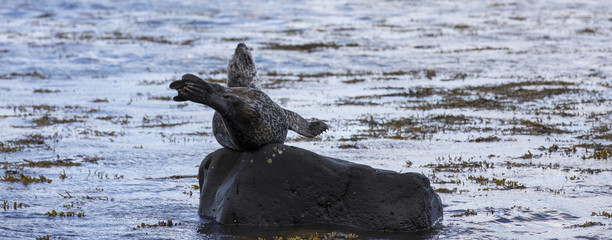 Seals at Ytri-Tunga on the south coast of the Snaefellsnes peninsular 