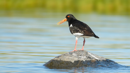 Eurasian oystercatcher