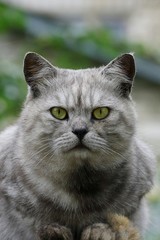 Naklejka na ściany i meble Большой красивый серый кот сидит во дворе и смотрит