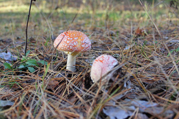 Мухоморы в осеннем лесу