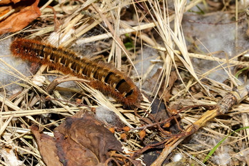 Braune Schmetterlingsraupe mit langen Haarbüscheln