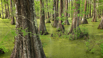 Bald Cypress Trees in Louisiana Swamp