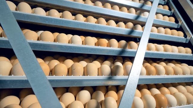Many chicken eggs in incubator. Opened incubator with lots of eggs.