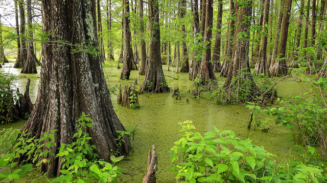 Louisiana Swamp and Cypress Trees at Cypress Island Preserve