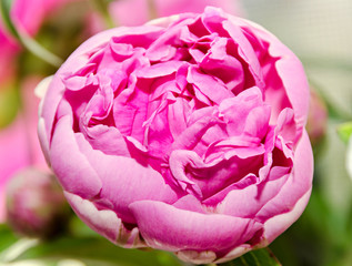 Pink peony flower with bud, bokeh blur background, genus Paeonia, family Paeoniaceae