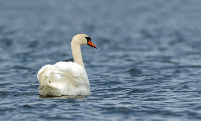 Obraz premium Mute swan