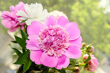 Pink peony flower with bud, bokeh blur background, genus Paeonia, family Paeoniaceae