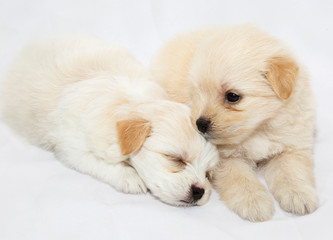 puppies are playing and sleeping together on the white fabric backdrop in studio