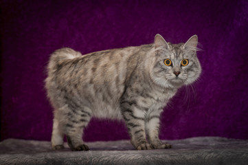 Manx cat