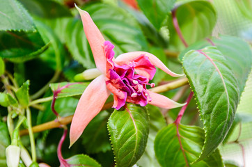 Naklejka na ściany i meble Pink Fuchsia flowers, green leaves shrub, close up, blur bokeh background