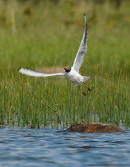 Black-headed gull 