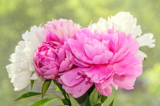 Bouquet of pink and white peony flowers with buds, bokeh blur background, genus Paeonia, family Paeoniaceae