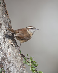 Carolina Wren on Tree Trunk