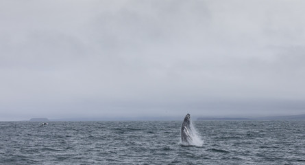 Fototapeta premium humpback whale