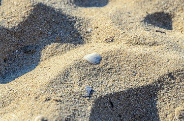 Colored sea shell standing in the golden beach sand, close up
