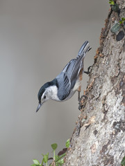 Plakat White-breasted Nuthatch on Tree