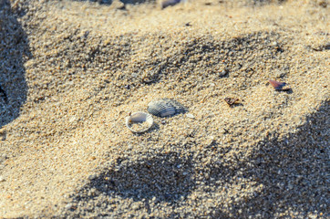 Fototapeta na wymiar Colored sea shell standing in the golden beach sand, close up